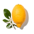 Bergamot fragrance note
