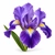 Iris fragrance note