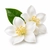 Jasmine fragrance note