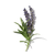 Lavender fragrance note