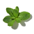 Mint fragrance note