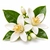 Orange blossom fragrance note