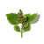 Patchouli fragrance note
