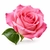 Rose fragrance note